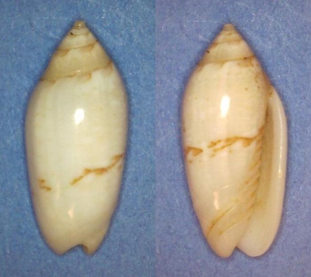 Acutoliva panniculata panniculata (Duclos, 1835) - Worms = Oliva (Acutoliva) panniculata Duclos, 1835 Panor847