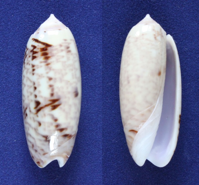 Miniaceoliva ornata (Marrat, 1867) - Worms = Oliva ornata Marrat, 1867 Panor851