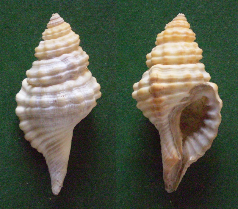 Monoplex corrugatus (Lamarck, 1816)  Panora13
