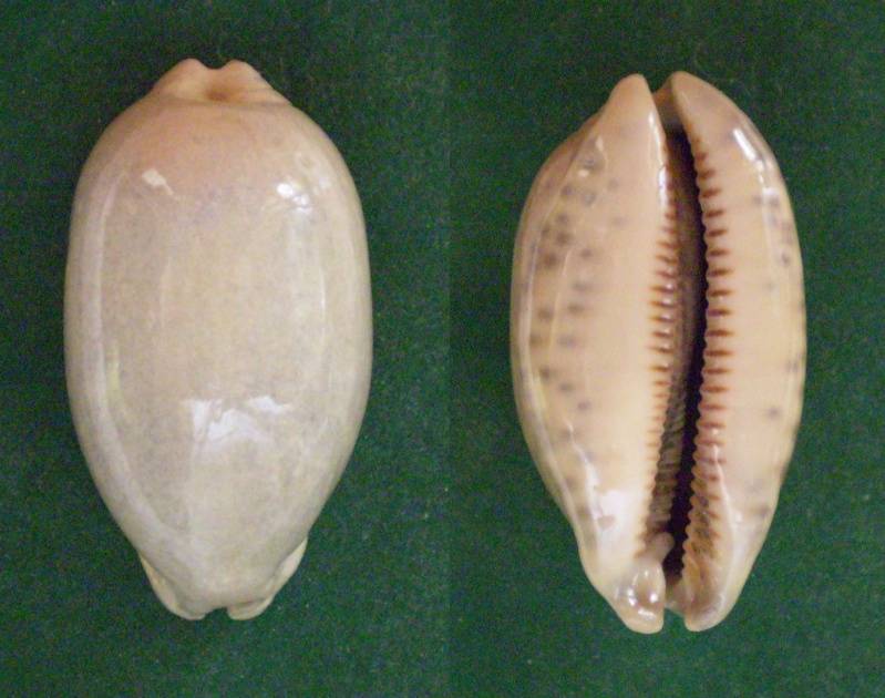 Mauritia eglantina - (Duclos, 1833) Panora30