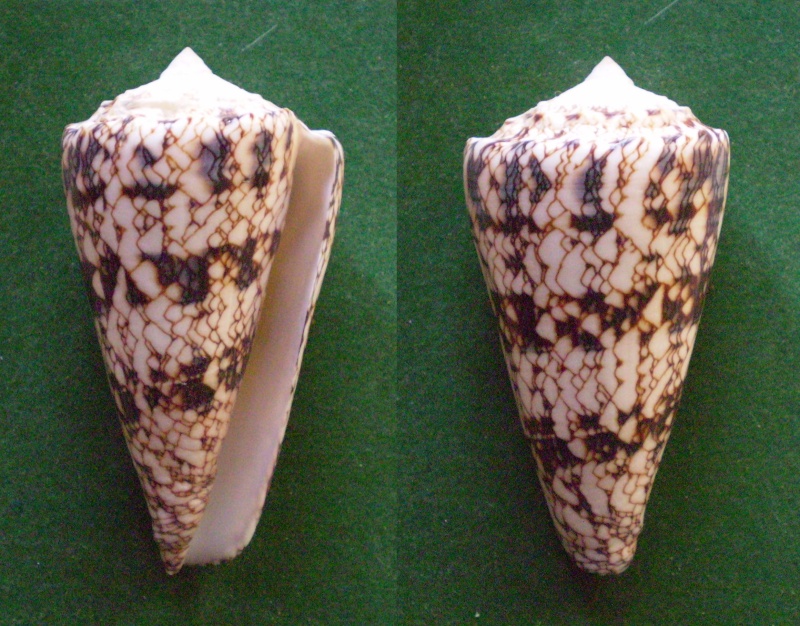 Conus (Conus) araneosus nicobaricus  Hwass in Bruguière, 1792 Panora42