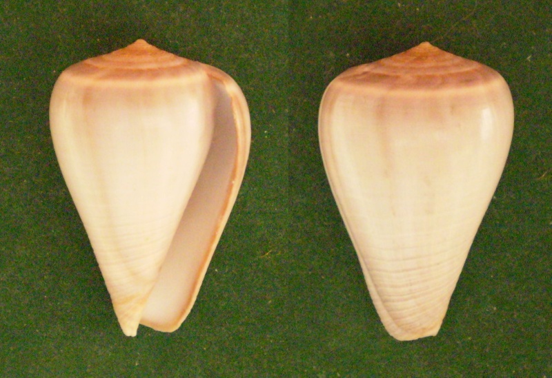 Conus (Dendroconus) loroisii  Kiener, 1845 voir Conus (Dendroconus) buxeus Röding, 1798 Panora44