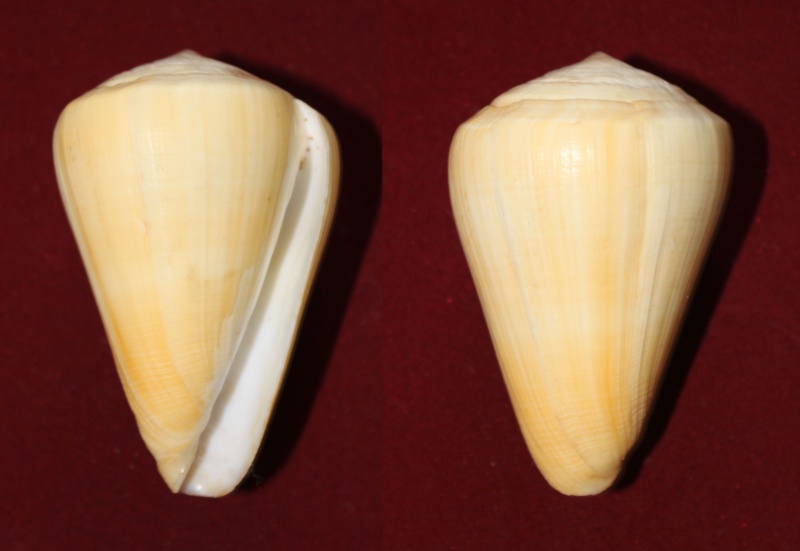 Conus (Lividoconus) quercinus  [Lightfoot], 1786 Panora48