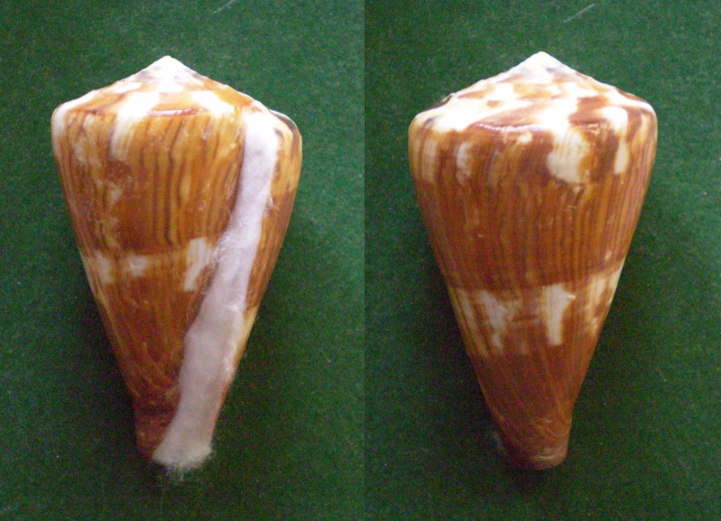 Conus (Rhizoconus) vexillum  Gmelin, 1791 Panora50