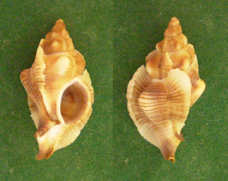 Pteropurpura festiva (Hinds, 1844) Panora65