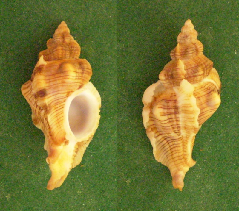 Pteropurpura festiva (Hinds, 1844) Panora66