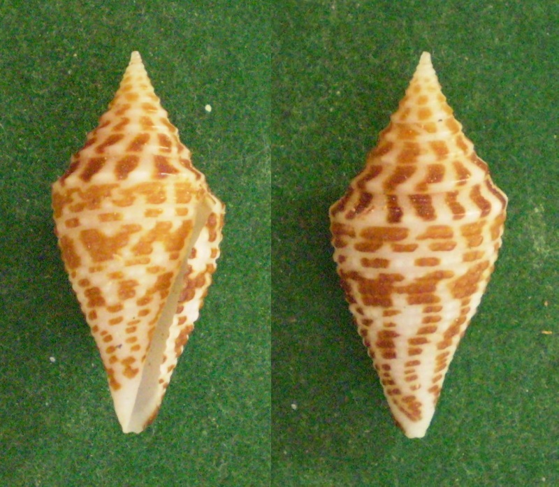 Conus (Turriconus) andremenezi    Olivera & Biggs, 2010 Panora69