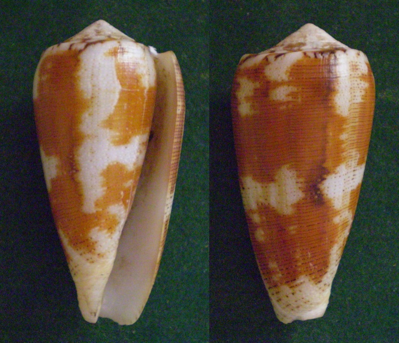 Conus (Pionoconus) magus   Linnaeus, 1758 Panora72