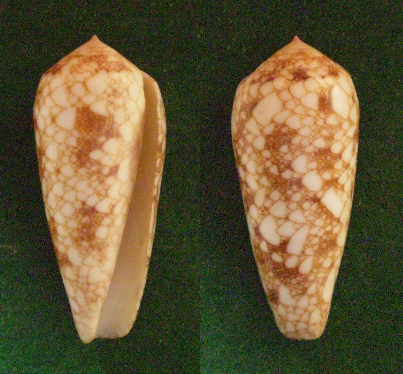 Conus (Darioconus) omaria Hwass in Bruguière, 1792 Panora74