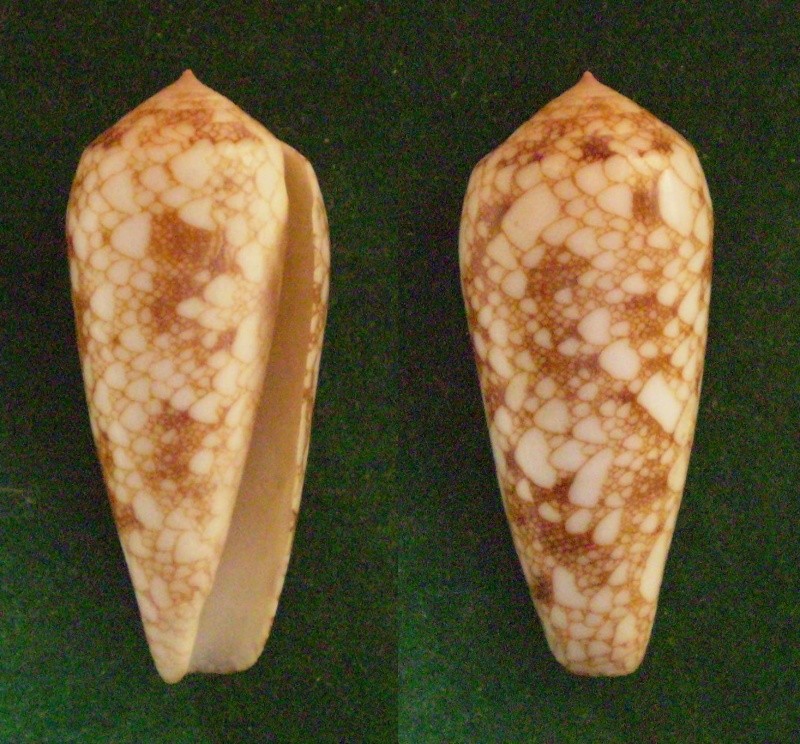 Conus (Darioconus) omaria      Hwass in Bruguière, 1792 Panora74