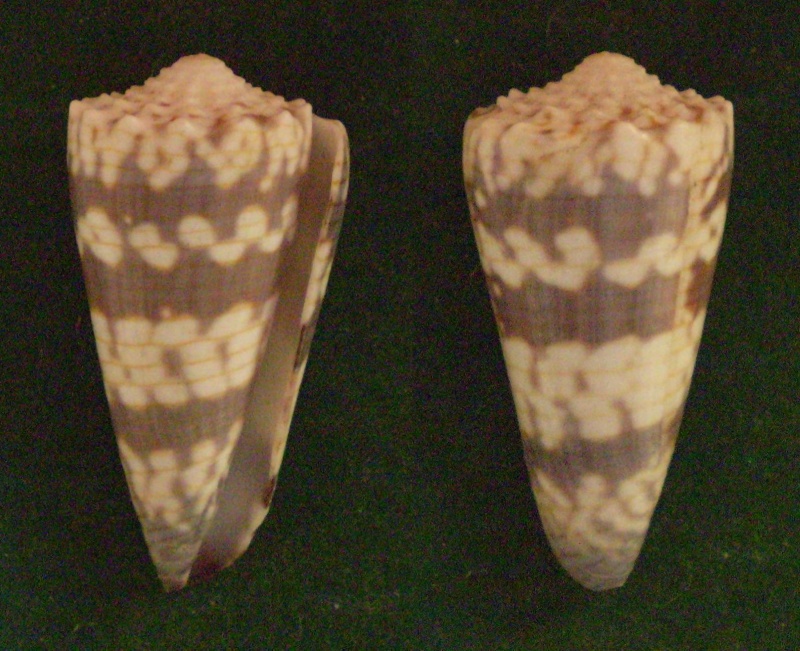 Conus (Stephanoconus) zonatus   Hwass in Bruguière, 1792 Panora78