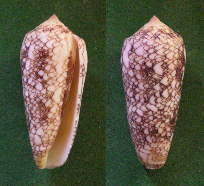 Conus (Darioconus) omaria convolutus GB Sowerby II, 1858 Panora87