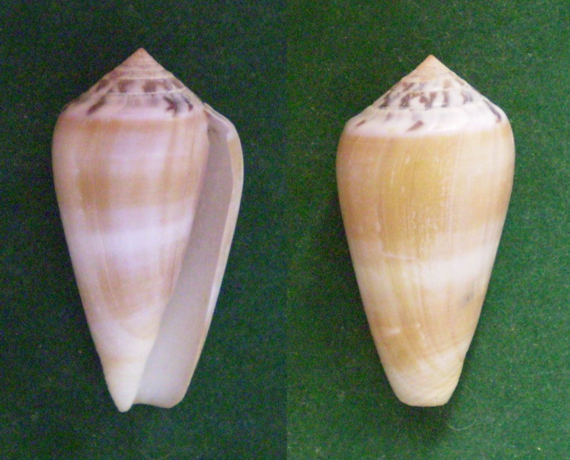 Conus (Pionoconus) fulmen kirai   Kuroda, 1956 Panora95