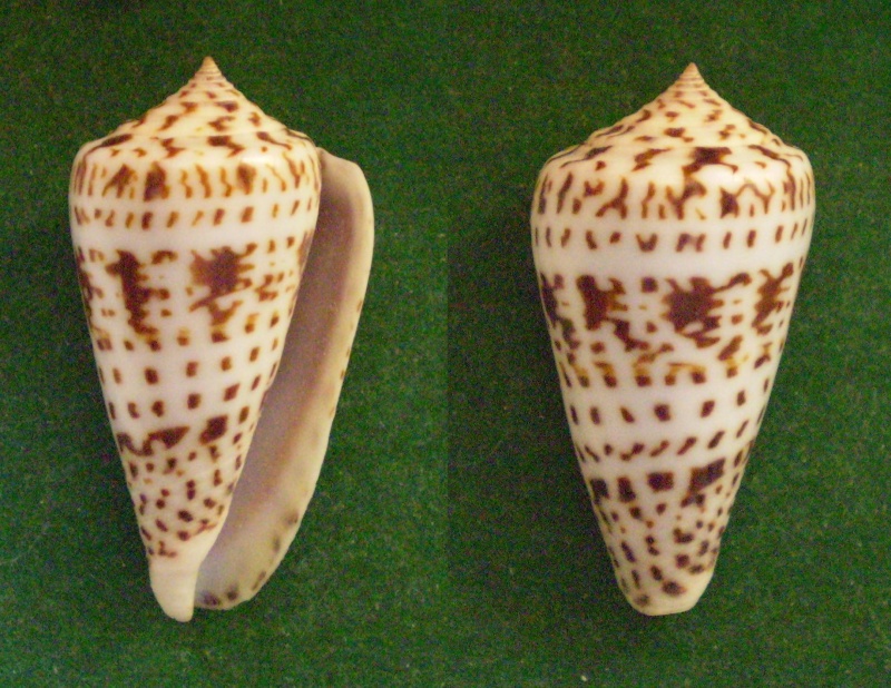 Conus (Phasmoconus) jickelii   Weinkauff, 1873 Panora98