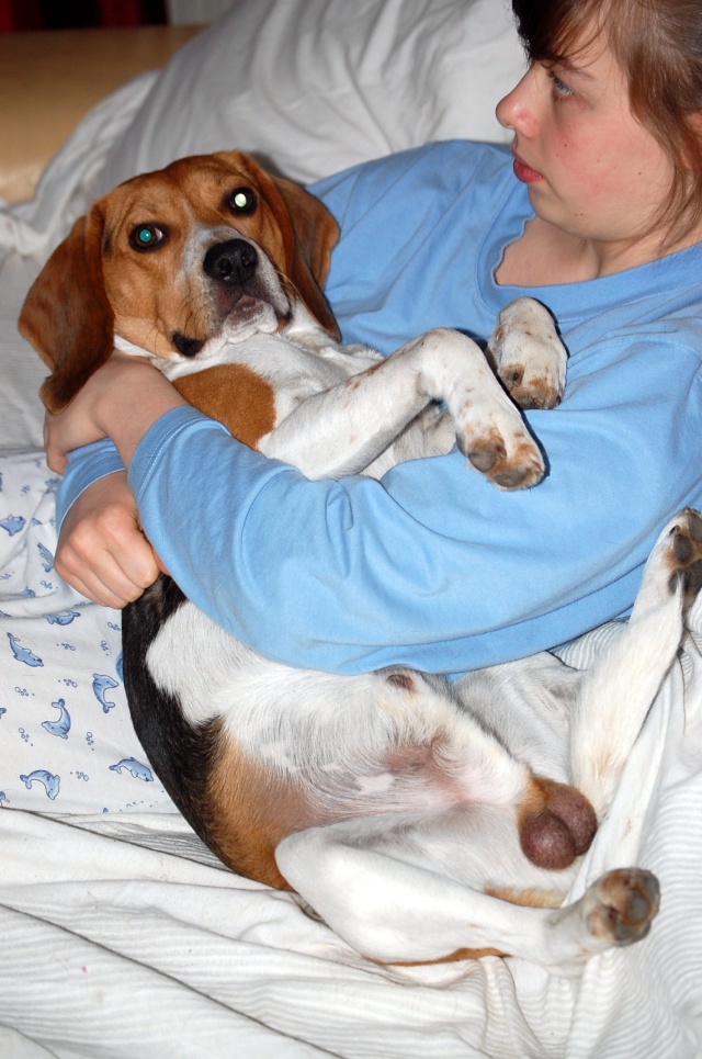 FILOU, beagle de 3 ans (59) en FA chez Fabou [Adopté] - Page 4 Dsc_1142