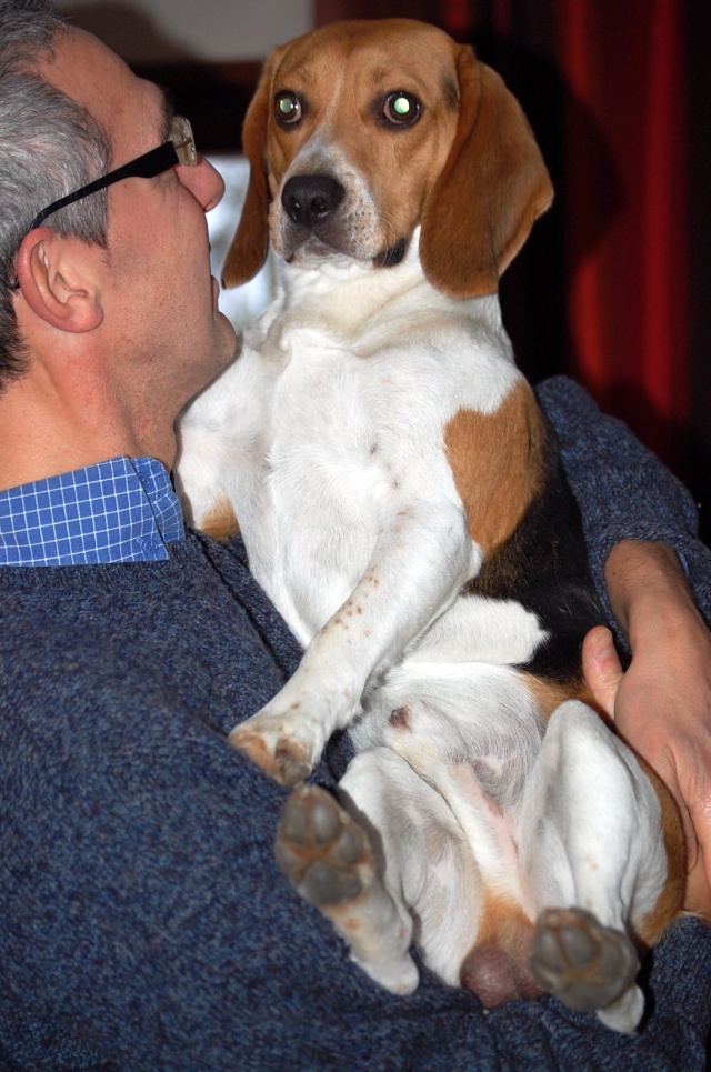 FILOU, beagle de 3 ans (59) en FA chez Fabou [Adopté] - Page 4 Dsc_1148