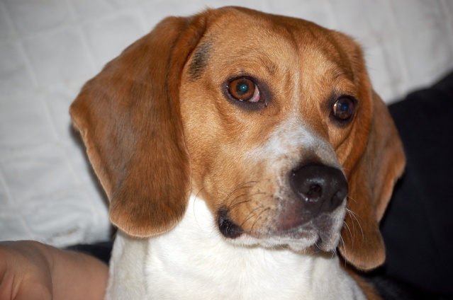 FILOU, beagle de 3 ans (59) en FA chez Fabou [Adopté] - Page 4 Dsc_1152