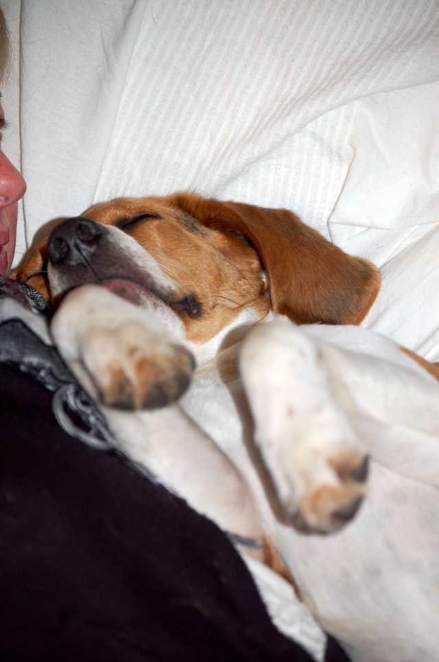 FILOU, beagle de 3 ans (59) en FA chez Fabou [Adopté] - Page 6 Dsc_1161