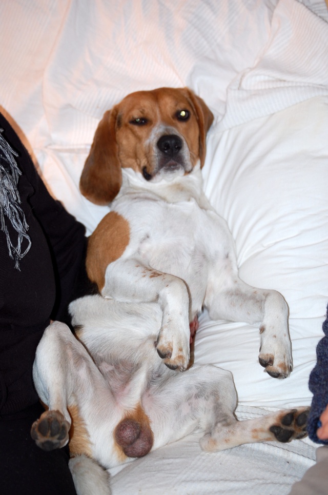 FILOU, beagle de 3 ans (59) en FA chez Fabou [Adopté] - Page 6 Dsc_1162