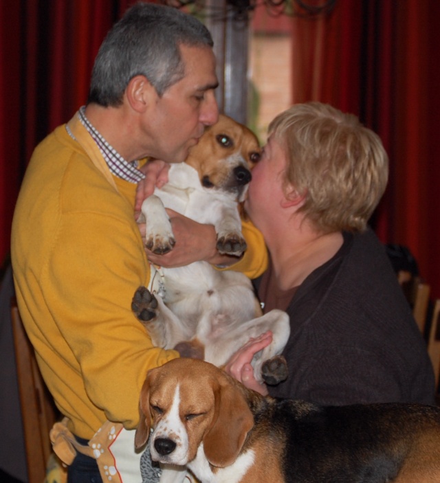 FILOU, beagle de 3 ans (59) en FA chez Fabou [Adopté] - Page 10 Dsc_1171