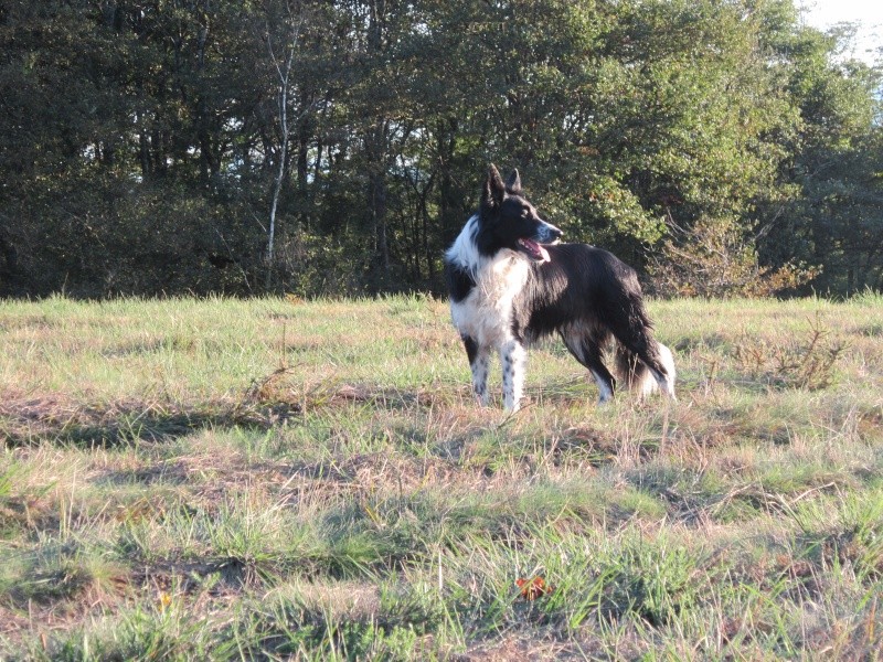 Hänsel, Border Collie dit Hans <3 - Page 19 Img_1225