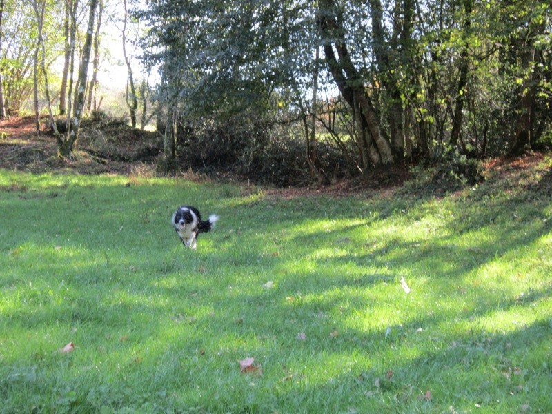 Hänsel, Border Collie dit Hans <3 - Page 20 Img_1319