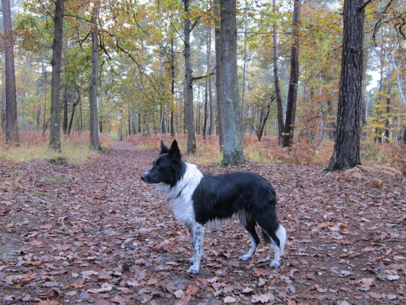 border - Hänsel, Border Collie dit Hans <3 - Page 21 Img_1325