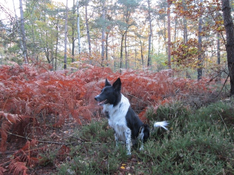 Hänsel, Border Collie dit Hans <3 - Page 21 Img_1331