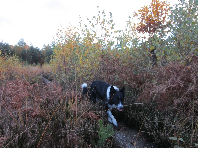 Hänsel, Border Collie dit Hans <3 - Page 21 Img_1332