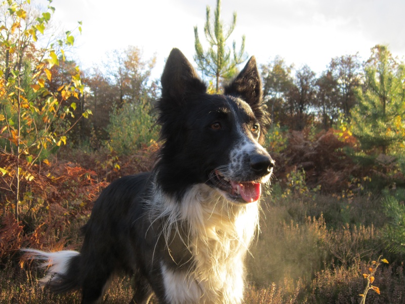 Hänsel, Border Collie dit Hans <3 - Page 21 Img_1414