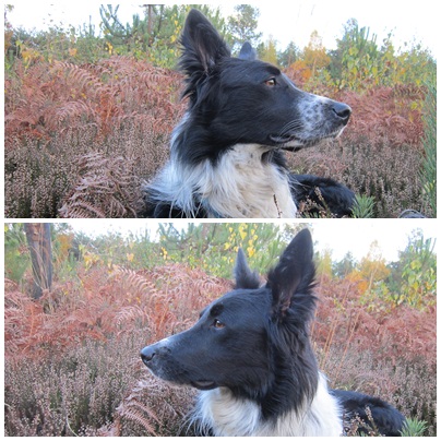 border - Hänsel, Border Collie dit Hans <3 - Page 21 Modif10