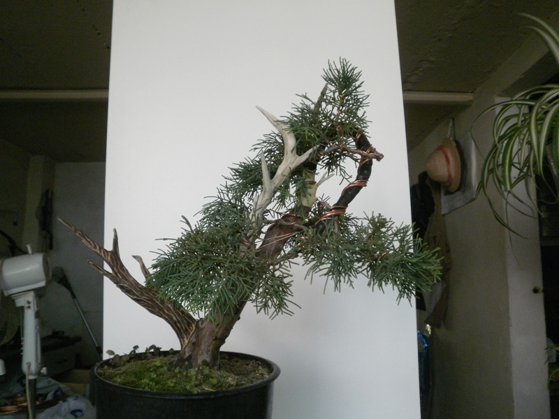il mio Juniperus  - Pagina 2 00414