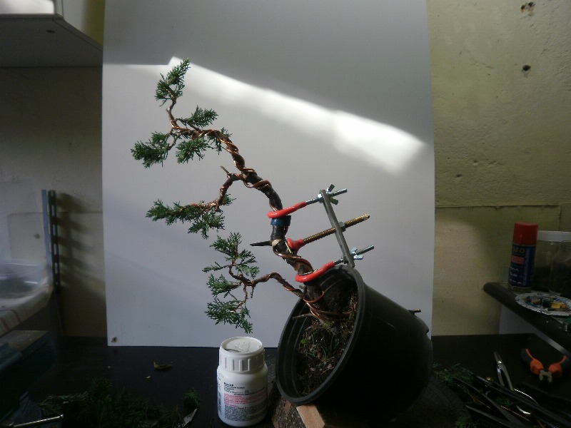 ginepro chinensis - ginepro chinensis - Pagina 2 00415