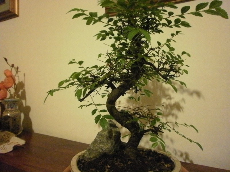 piccola zelkova nire 00419