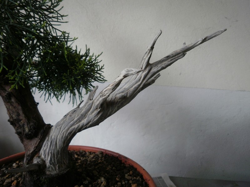 il mio Juniperus  - Pagina 2 00521