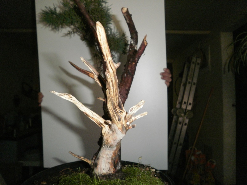 il mio Juniperus  01910