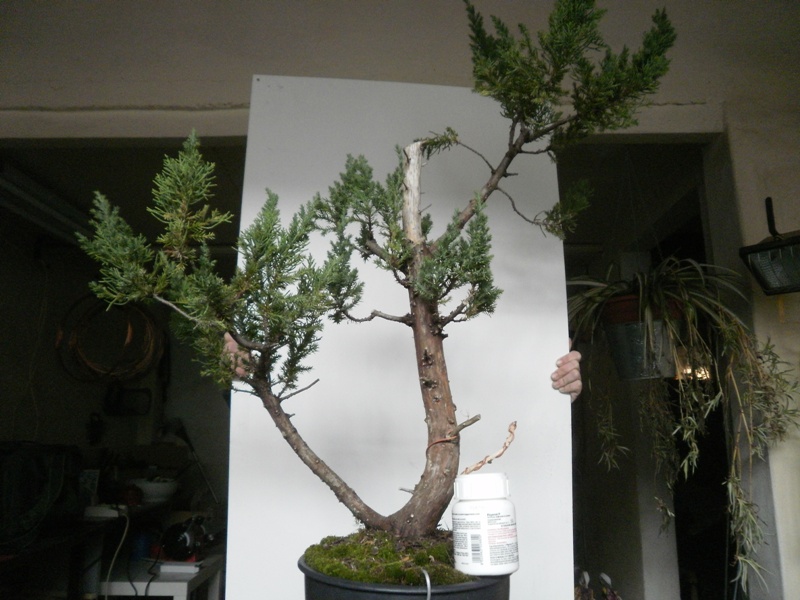 altro  juniperus 02711