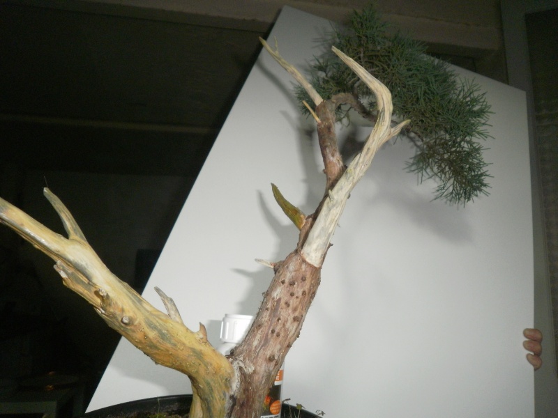 il mio Juniperus  03310