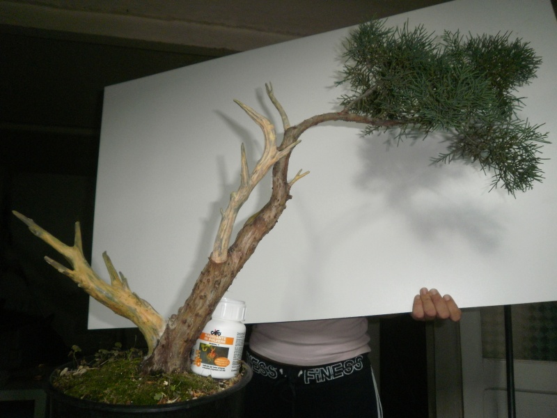 il mio Juniperus  03410
