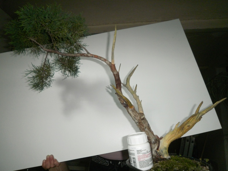 il mio Juniperus  03910