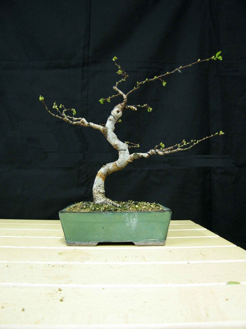 Ulmus Parvifolia (Olmo Cinese) - Anlaids Img_3511