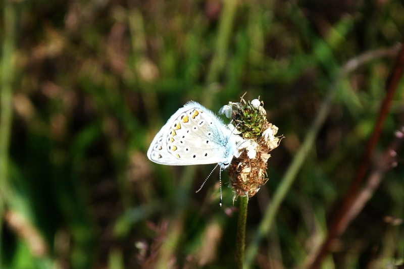 [Azuré commun ou de la Bugrane (Polyommatus icarus)] Azuré mystère ???? Azura_10