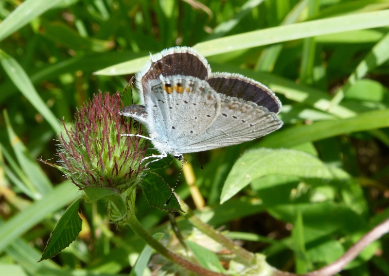 Accouplement azuré du trèfle  Azura_13