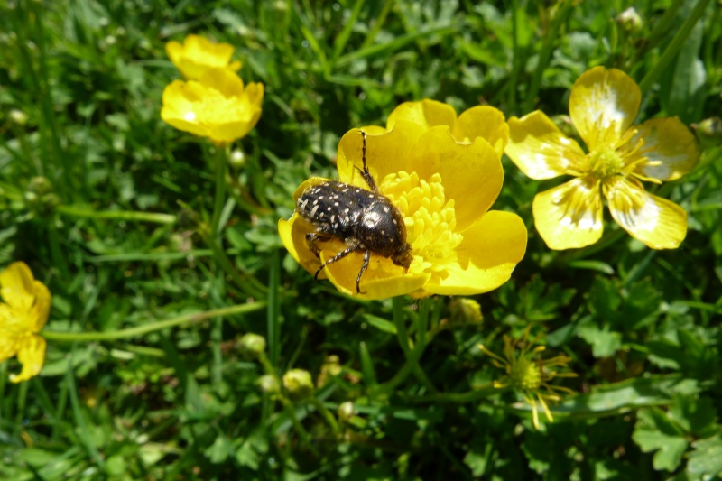 Cétoine grise (Coléoptère-Cetonidé) Catoin12