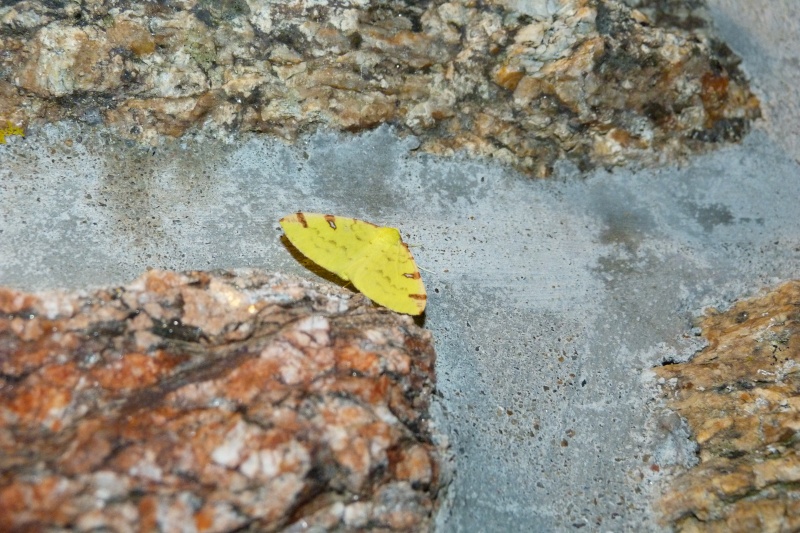 La Citronnelle rouillée (Opisthograptis luteolata) - imago, chenille, chrysalide Citron10