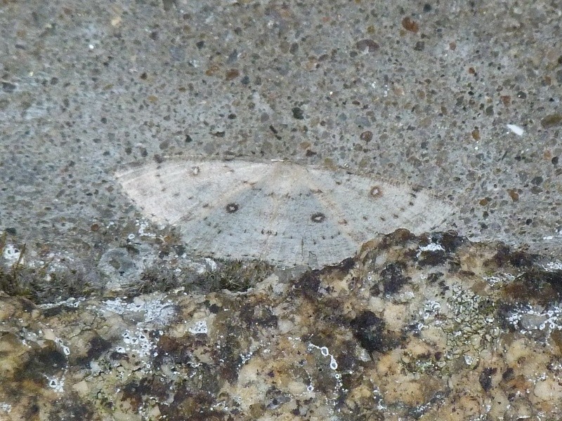 Cyclophora albipunctata???? Cyclop10