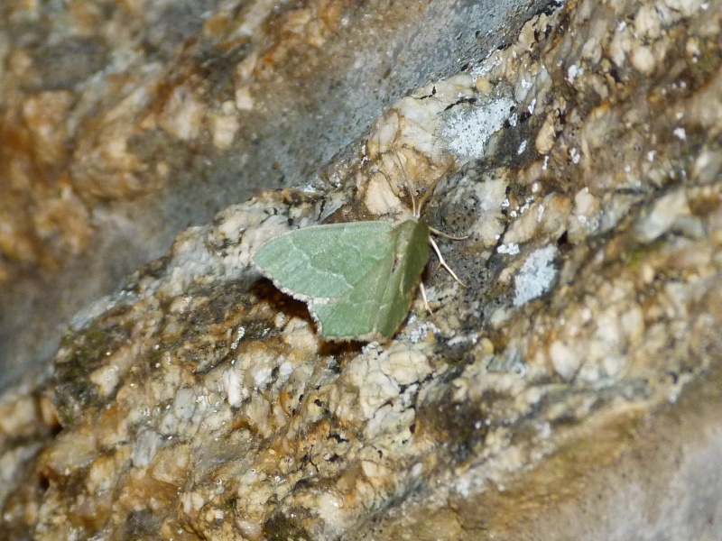 Hemithea aestivaria??? Hemith10