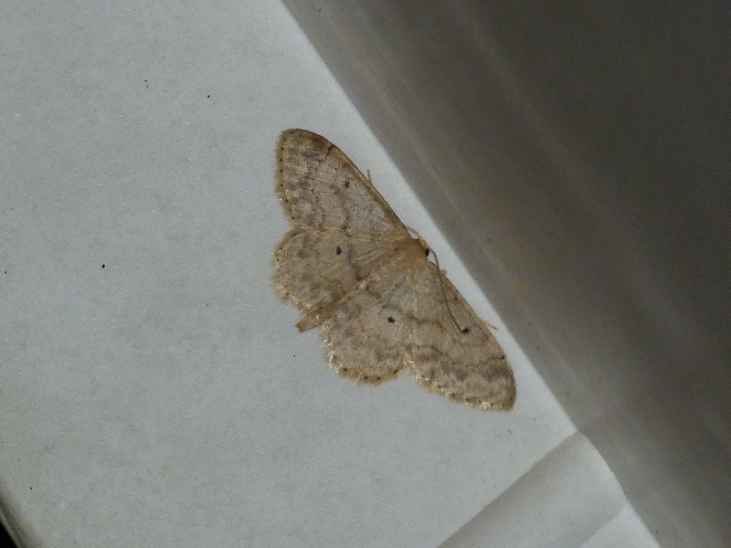 Idaea - Idaea....... Idaea_11