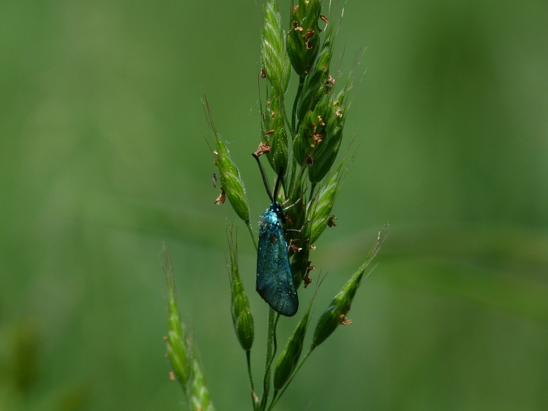 [Adscita statices] Turquoise, P1140810