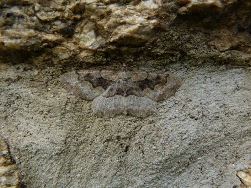 Idaea - Identification Hétérocères? Idaea aversata, Moma alpium, Diarsia brunnea P1160911